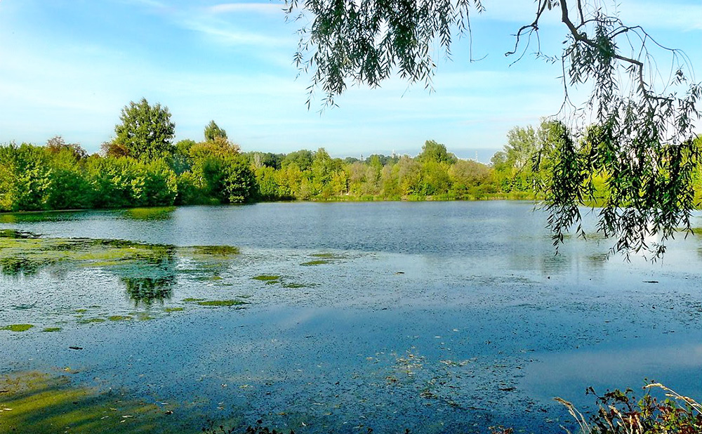 Річка Чапля